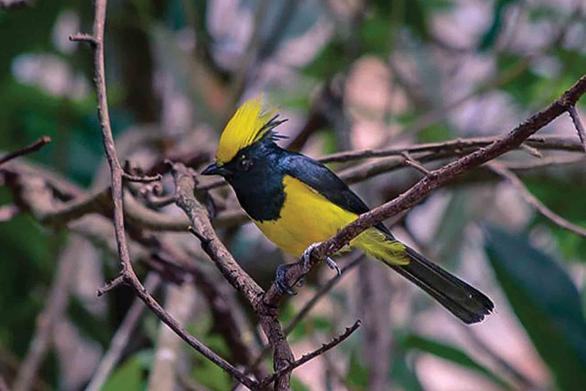 STERLING BIRDING GROUP IN BHUTAN